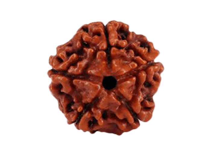 रुद्राक्ष